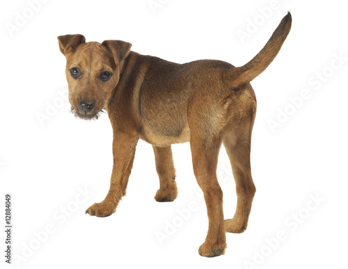 Lakeland Terrier puppy.