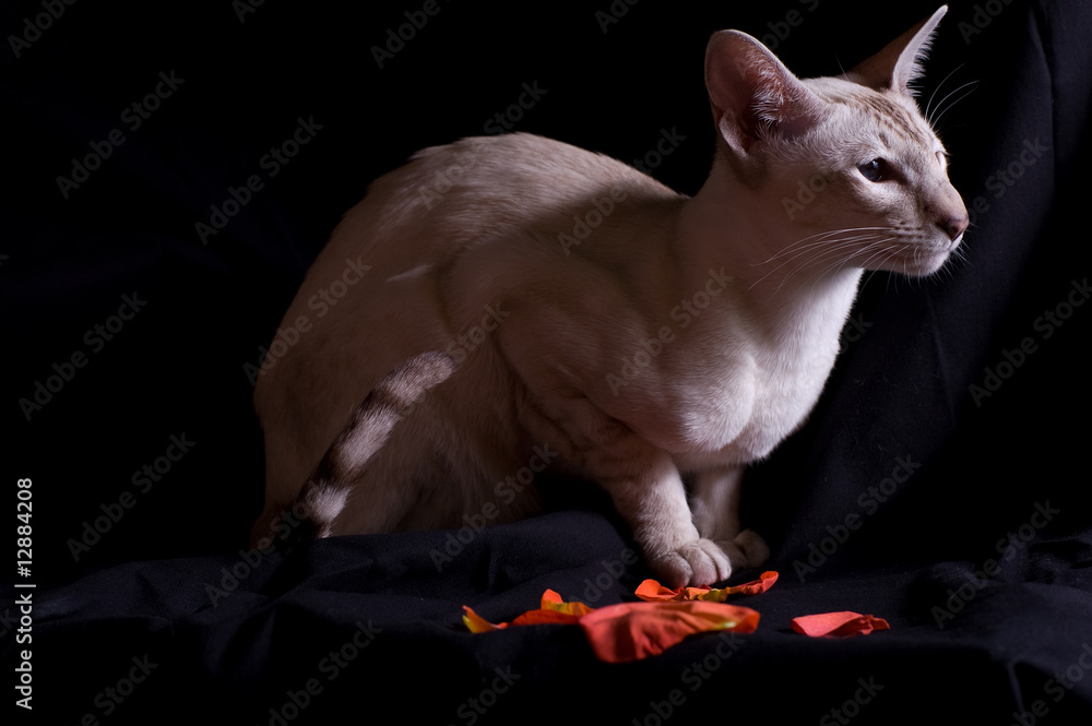 Siamese cat Aliss
