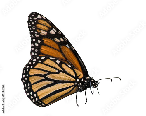 profile of monarch butterfly © mtruchon