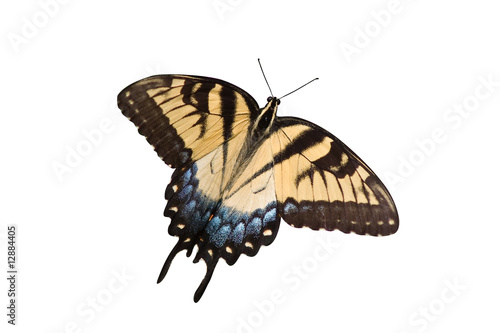 yellow swallowtail on a white background photo
