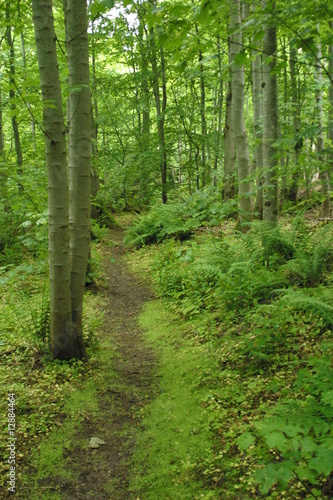 Waldweg