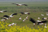 The white stork