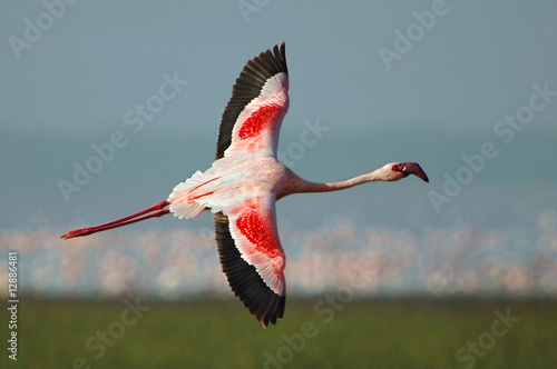 Lesser Flamingo (Phoeniconaias minor) in flight at Lake Nakuru
