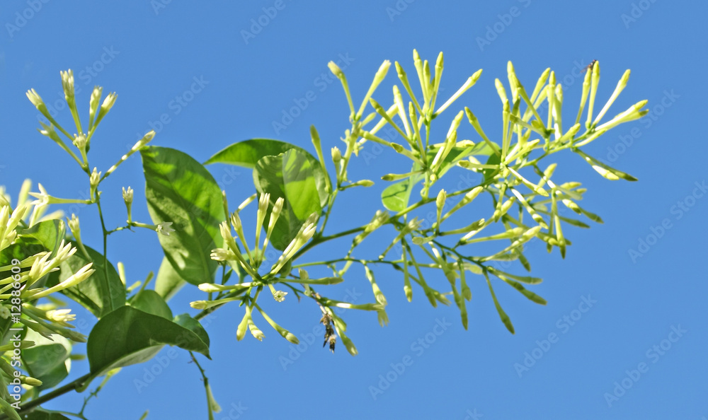 jasmin de nuit jasmin de nuit
