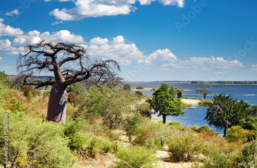 Chobe river in Botswana #12886806