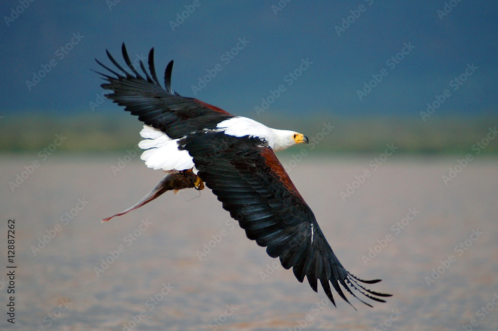 African fish eagle catch fish at lake Baringo African fish eagle catch fish at lake Baringo