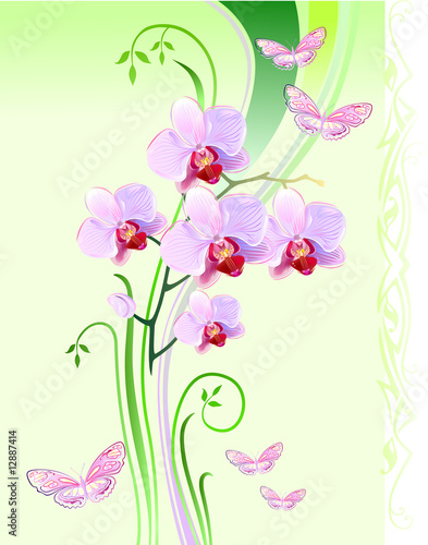Fototapeta Naklejka Na Ścianę i Meble -  Orchids and butterflies on green background