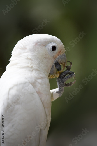 Beautiful Macaw Parrot Portrait Closeup