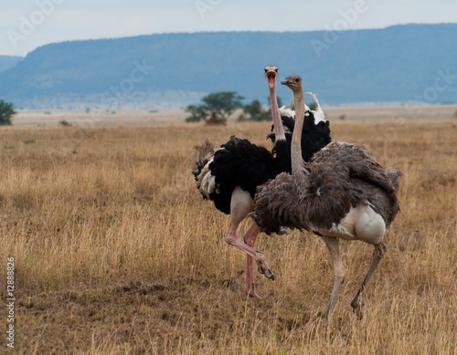 A pair of angry ostriches