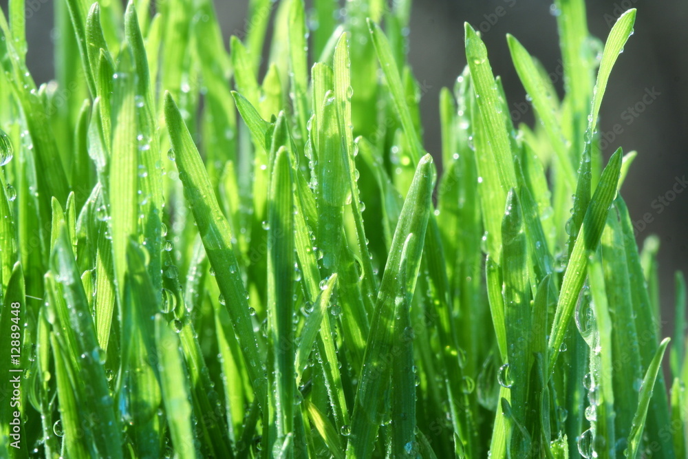 Obraz premium Wet grass