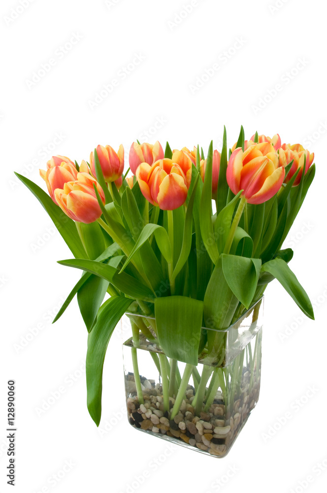 Foto Vorfreude auf den Frühling