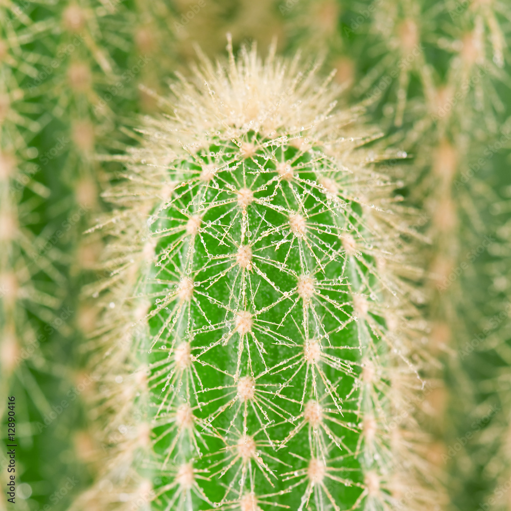cactus cactus