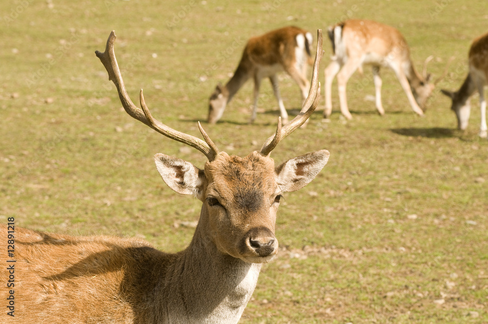 Fototapeta premium daino (dama dama)
