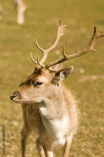 daino (dama dama)