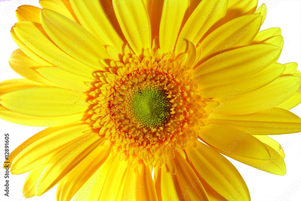 gerbera gerbera