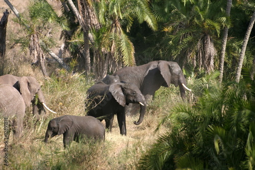famiglia di elefanti