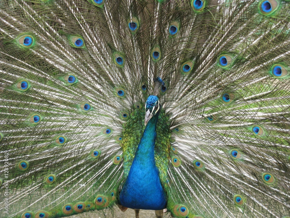 Obraz premium pavo real