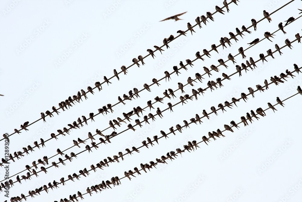 Fototapeta premium Birds