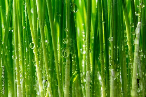 grass spikes with water drops