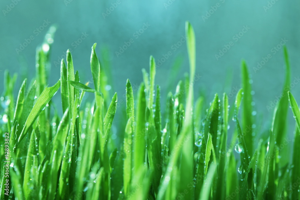 Obraz premium Green grass