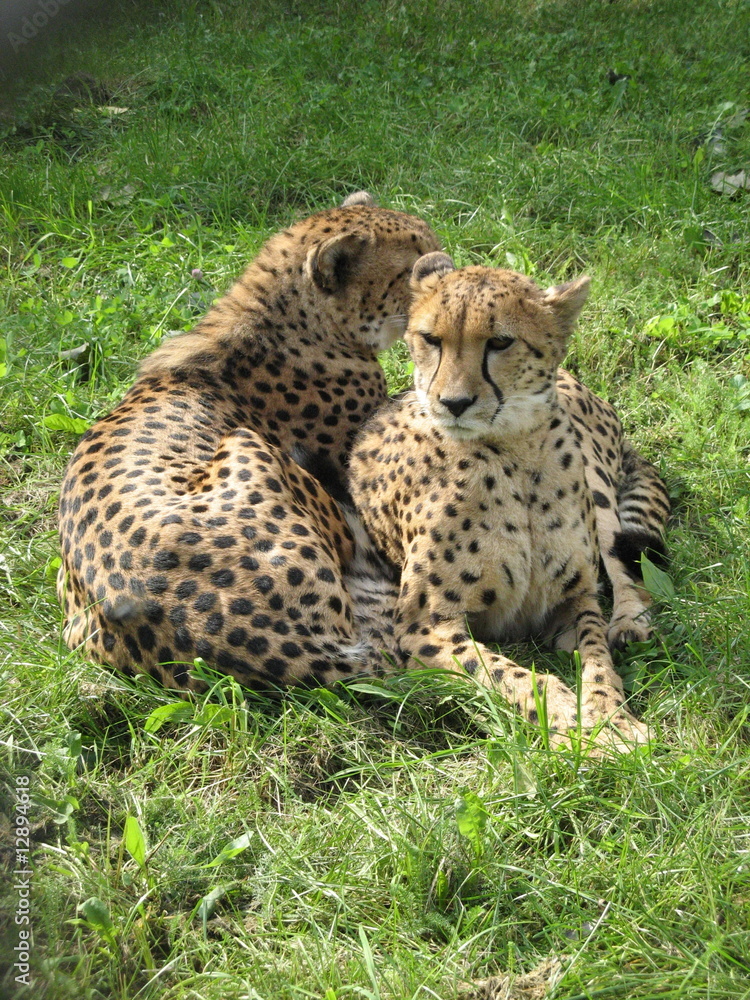 Two leopards Two leopards