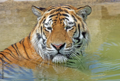 Bengal Tiger bathing