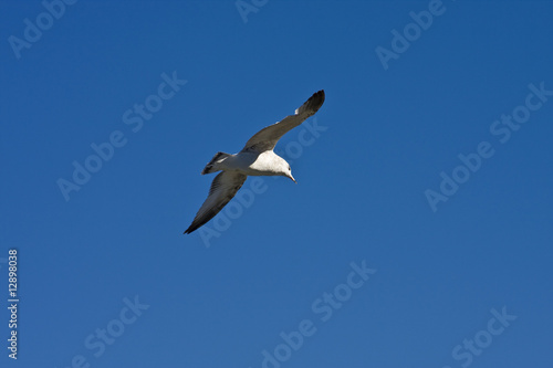 Seagull on Blue