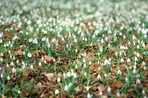 Spring wood full of snowdrops