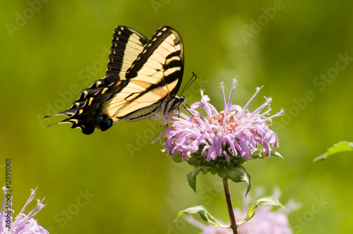 Eastern Tiger Swallowtail (Papilio glaucas) photo