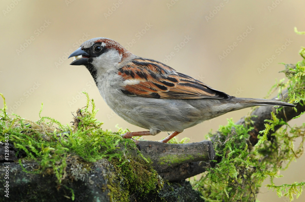 Fototapeta premium Spatz 3