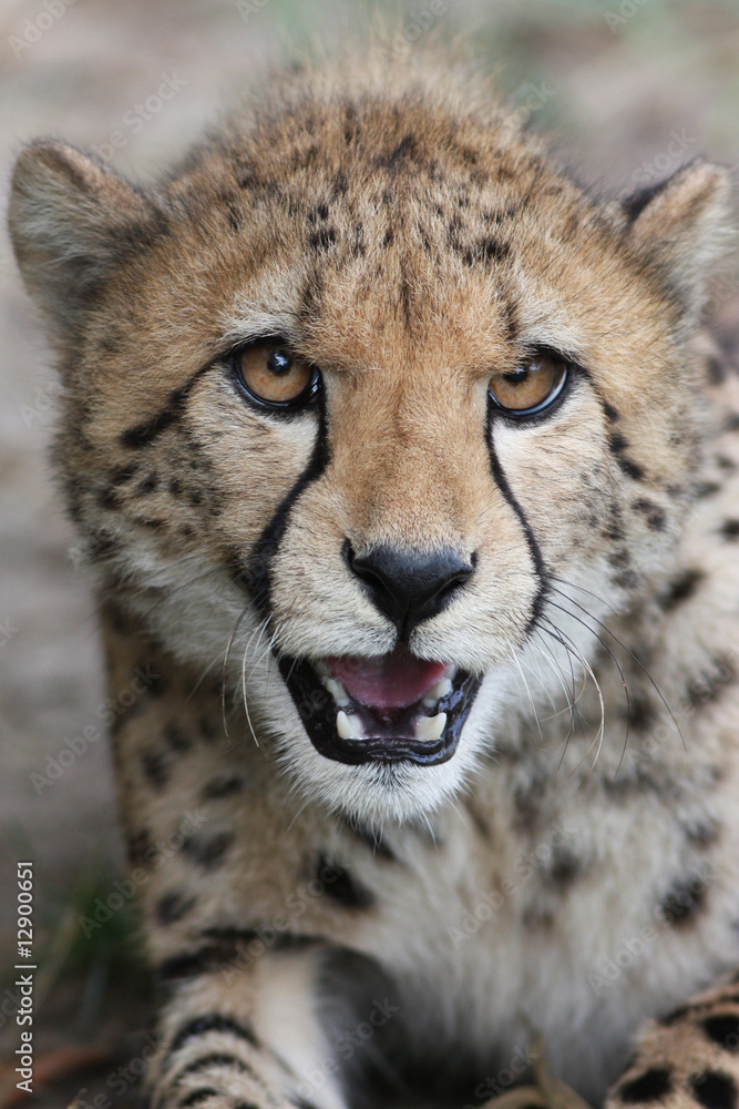 Portrait of a Cheetah