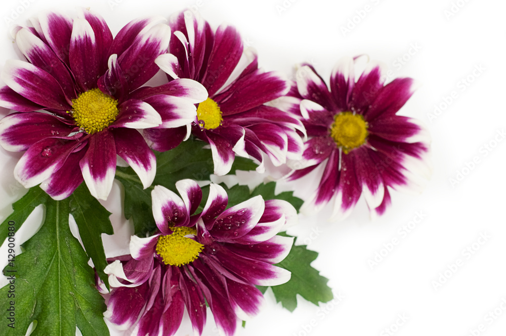 Pink daisy frame Pink daisy frame