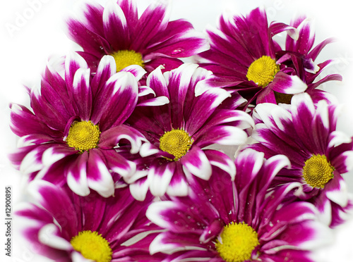 Pink daisy frame
