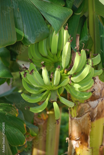 Banana Tree