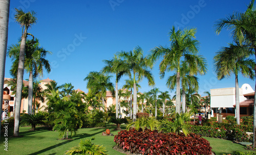 Lush Garden.