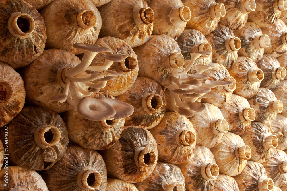 Mushroom farm in south of Thailand. Mushroom farm in south of Thailand.