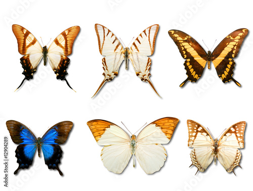 Butterflys on white background