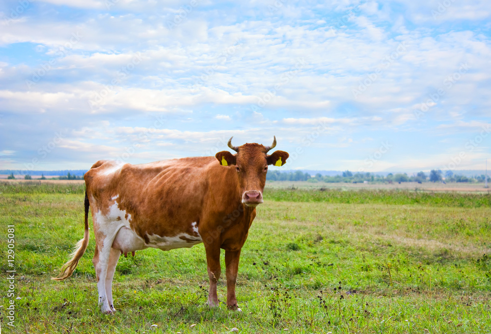 red cow on meadow red cow on meadow