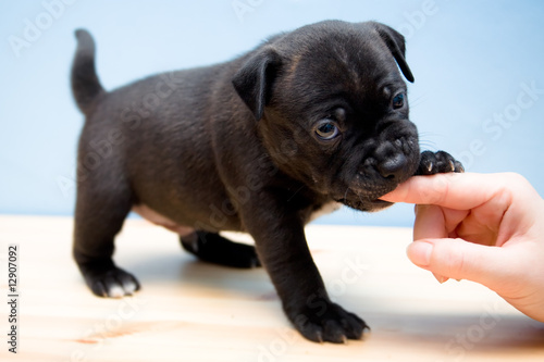 Staffordshire Bull Terrier puppy - 2 weeks