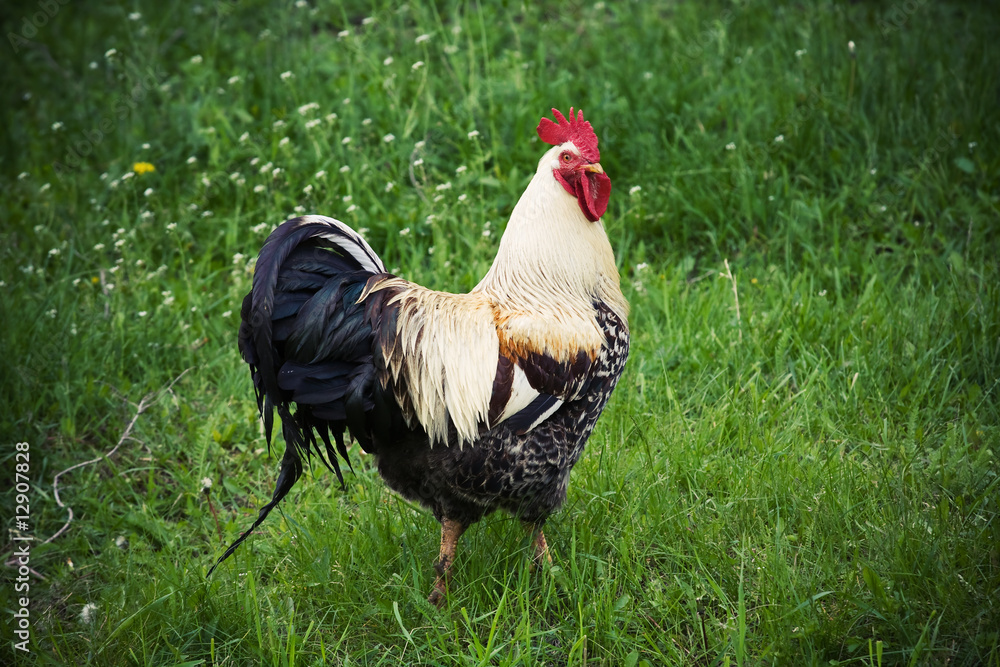 Cock Stock Photo Adobe Stock