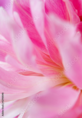 Wallpaper Mural peonies Torontodigital.ca