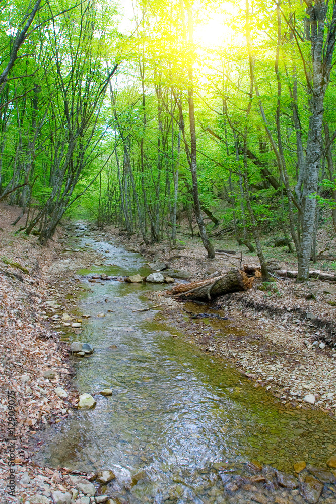 River in spring season River in spring season