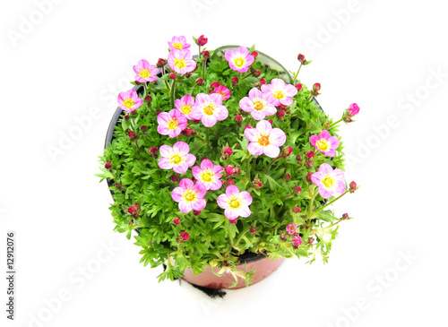 Wallpaper Mural pot plant Torontodigital.ca