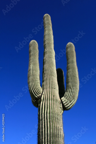 Saguaro Cactus