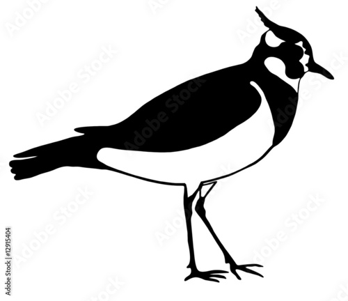 Lapwing