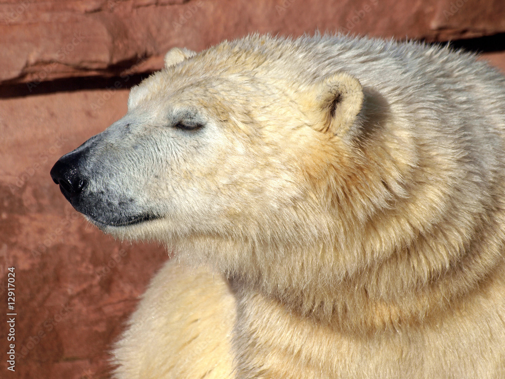 Fototapeta premium Eisbär