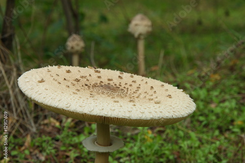 Parasol mushroom - Macrolepiota procera