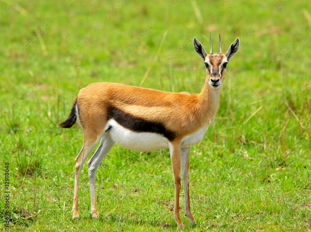 Female Thomson Gazelle Female Thomson Gazelle