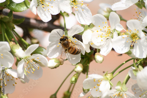 Bee on a blossoming tree