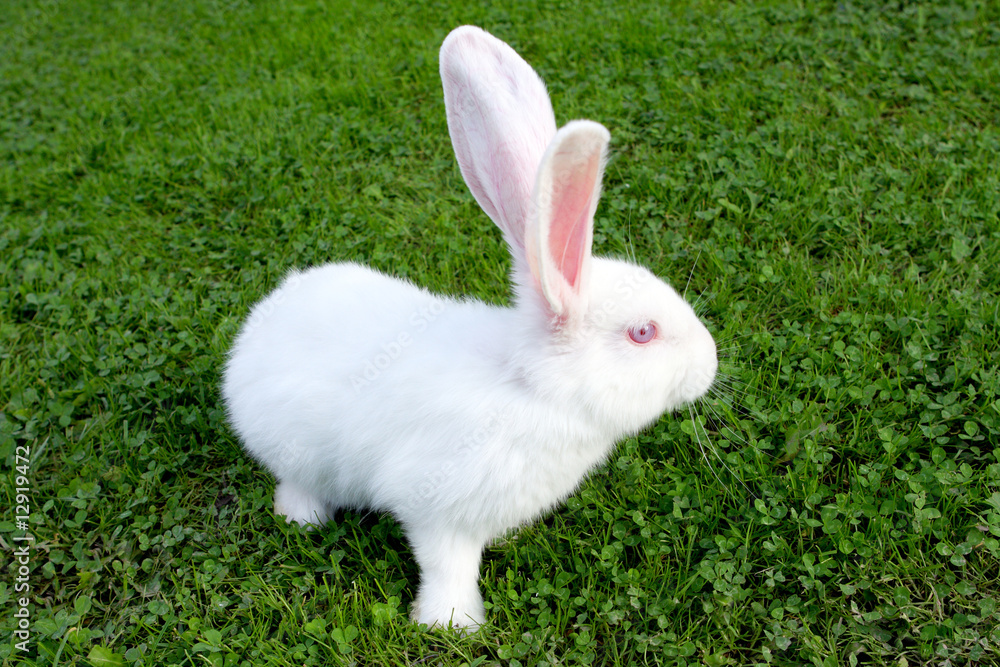 Easter bunny on green grass Easter bunny on green grass
